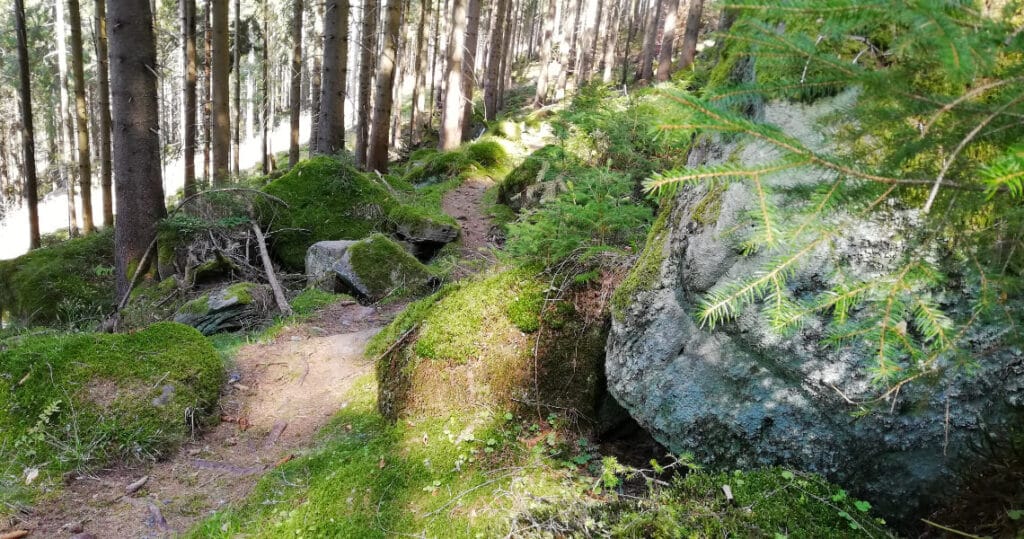 Märchenhafte Pfade durch den Nationalpark Schwarzwald