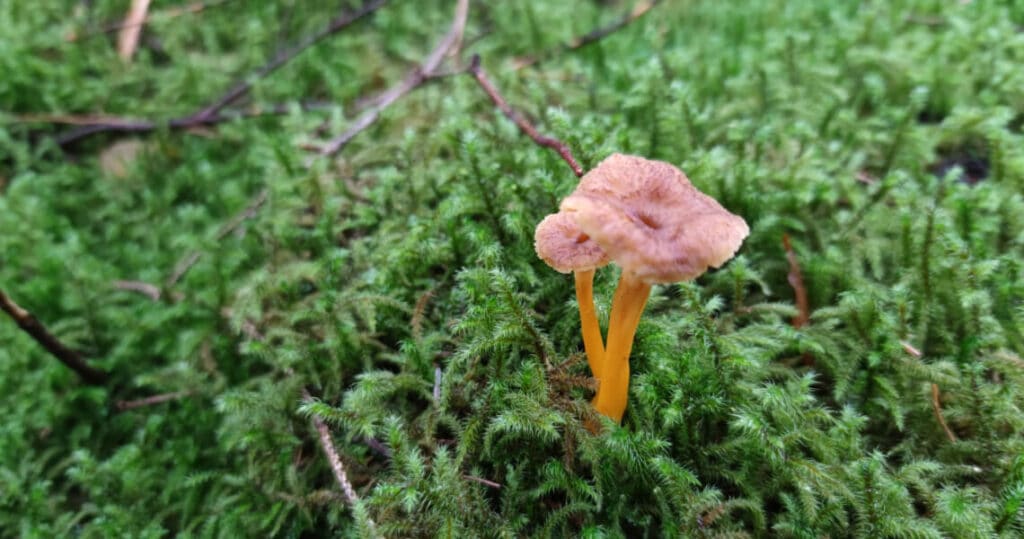 Trompetenpfifferlinge im Moos