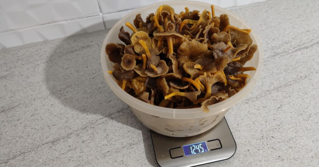 Anjas Ausbeute: Trompetenpfifferlinge aus dem Wald