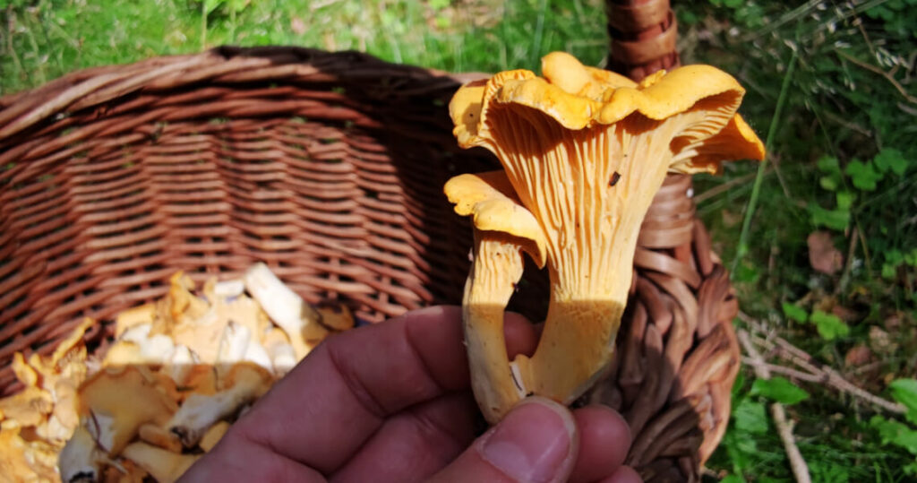 Rezepte für den leckeren Fund.