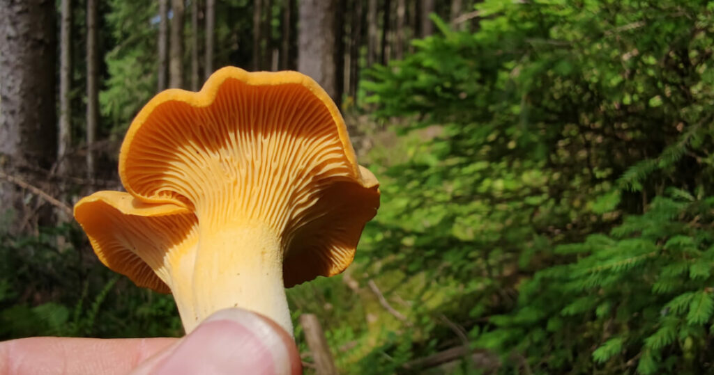 Die Farbe hilft sie nicht zu verwechseln!