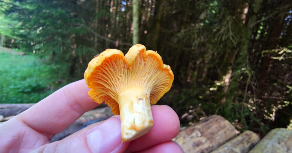 Pilze richtig aufbewahren, damit sie frisch bleiben!