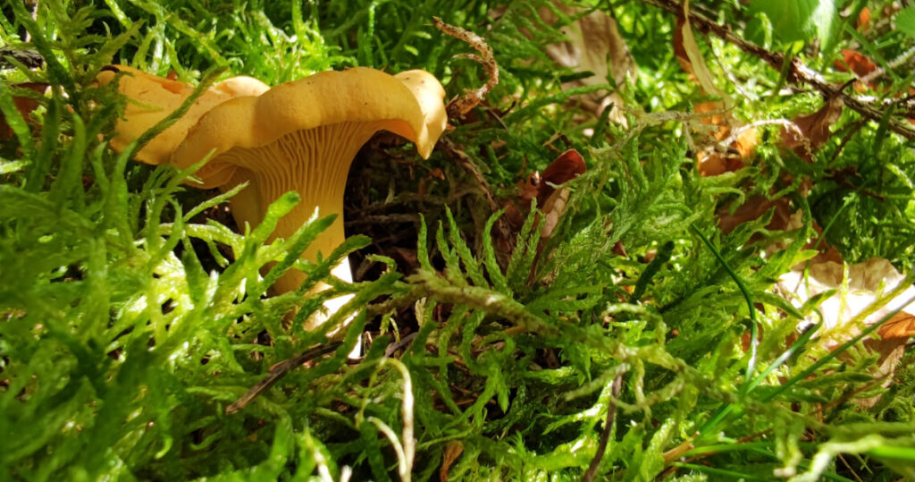 Die goldenen Pilze verstecken sich gerne im Moos