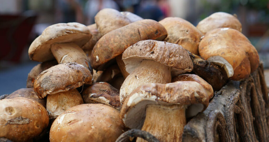 Heilkraft: Gemeiner Steinpilz