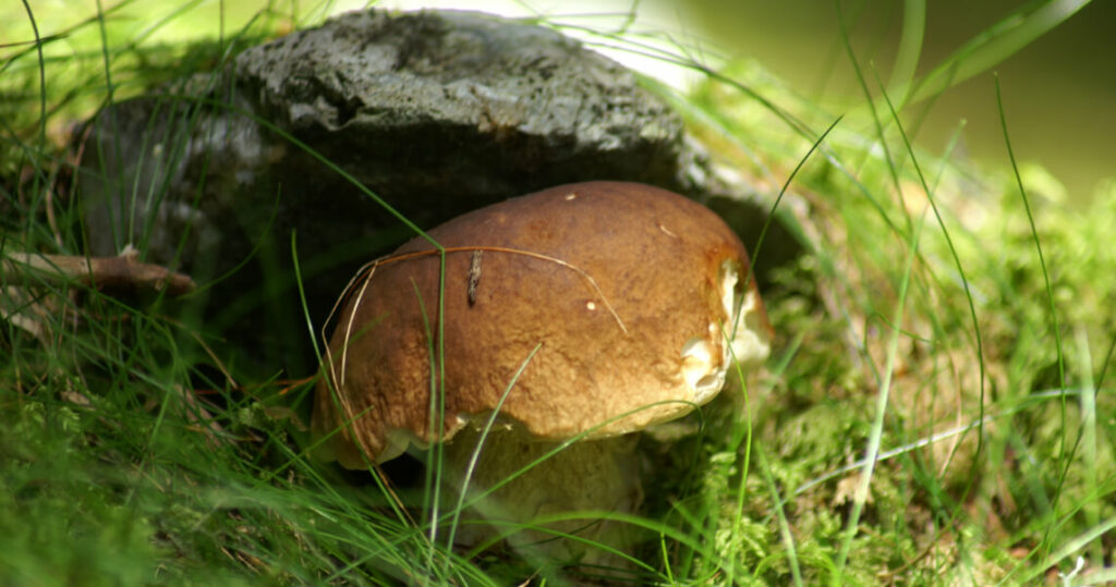 Ein gemeiner Steinpilz - versteckt unter einem Stein und Moos