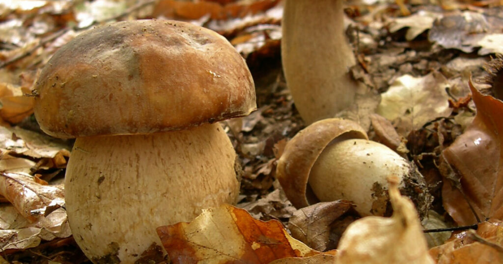 Sommersteinpilze sind etwas heller als gemeiner Steinpilz.