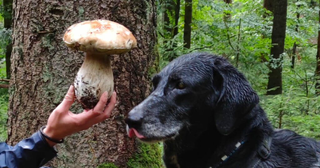 Großer Steinpilz aus dem Schwarzwald