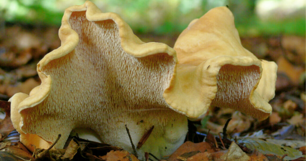 Gewellter Pilz auf dem Waldboden